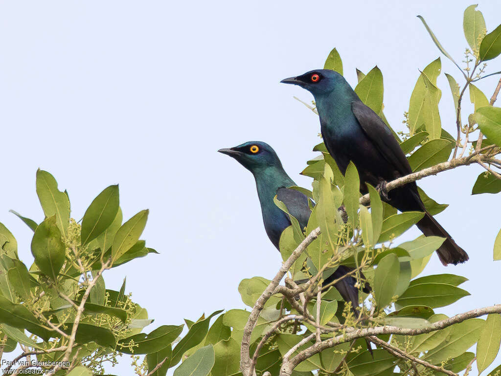 Black-bellied Starlingadult, identification