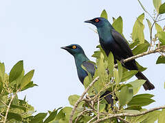 Black-bellied Starling