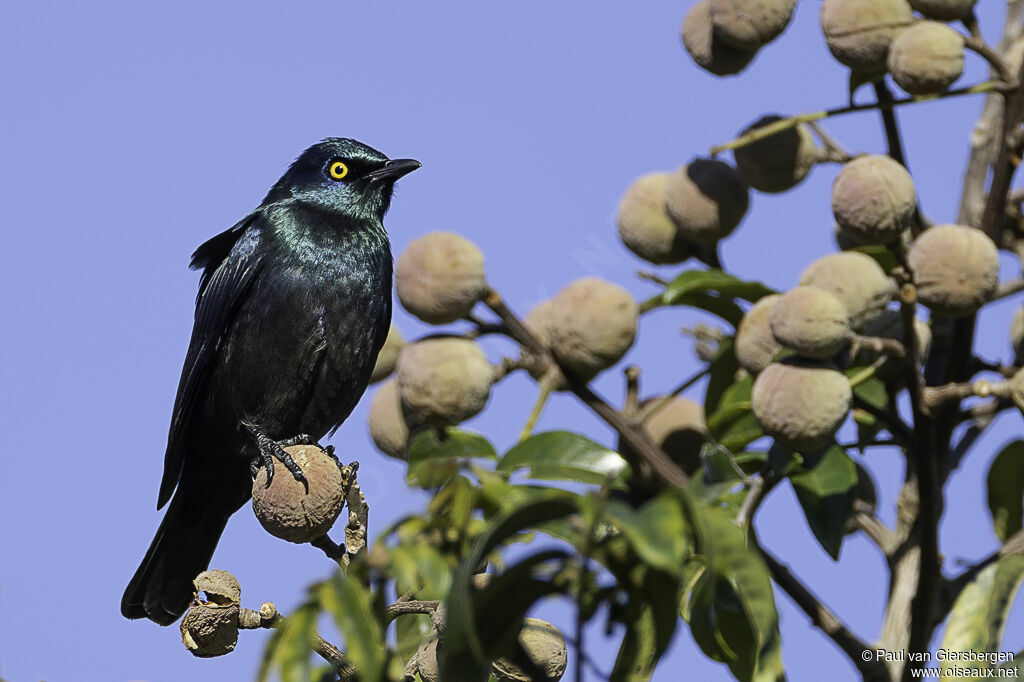 Black-bellied Starlingadult