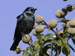 Black-bellied Starling