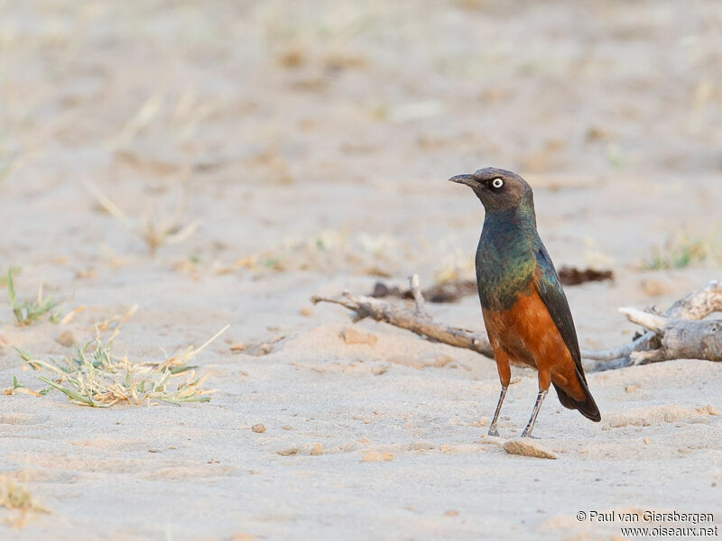 Chestnut-bellied Starling