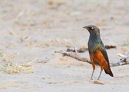 Chestnut-bellied Starling