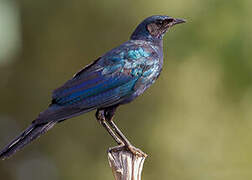 Burchell's Starling