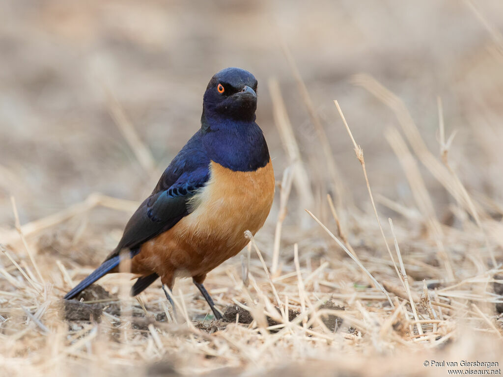 Hildebrandt's Starlingadult