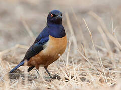 Hildebrandt's Starling