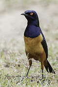 Hildebrandt's Starling