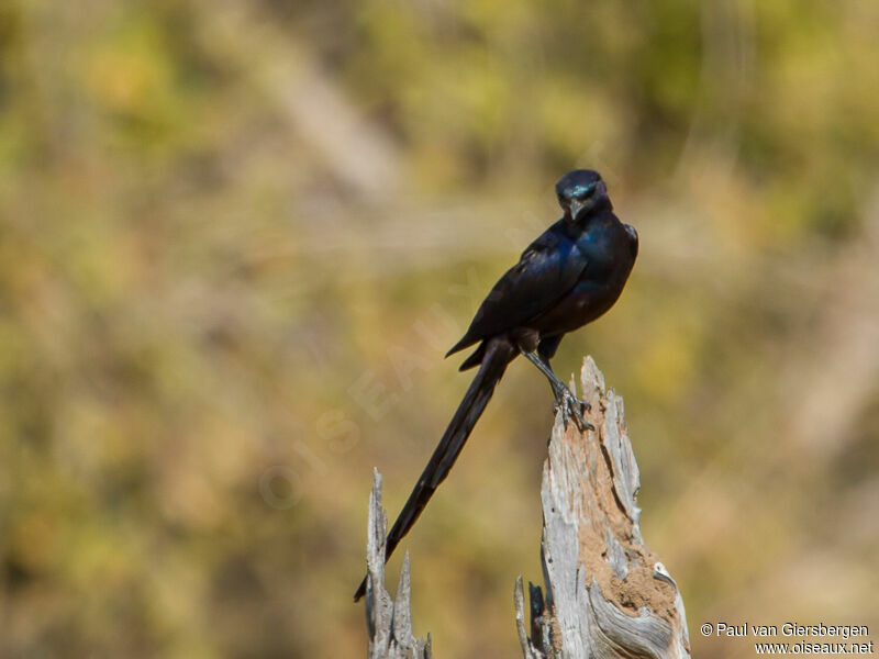 Meves's Starling