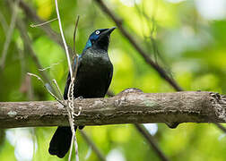 Principe Starling