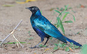 Rüppell's Starling