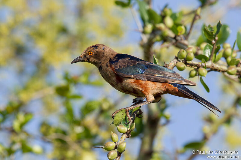 Shelley's Starling