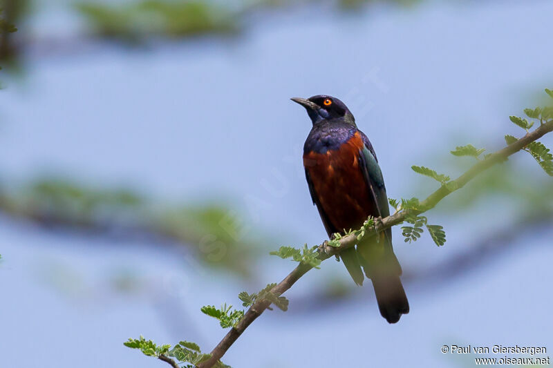 Shelley's Starling