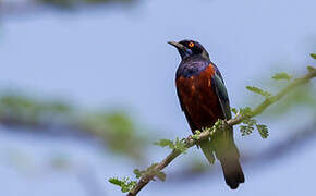 Shelley's Starling