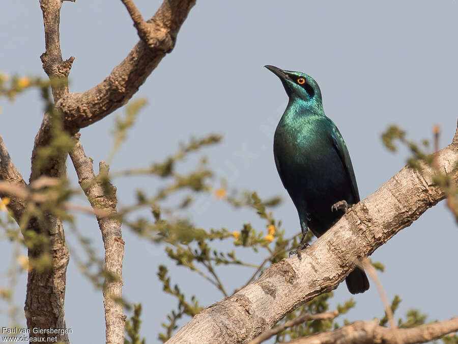 Lesser Blue-eared Starlingadult, pigmentation