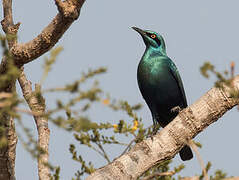 Lesser Blue-eared Starling