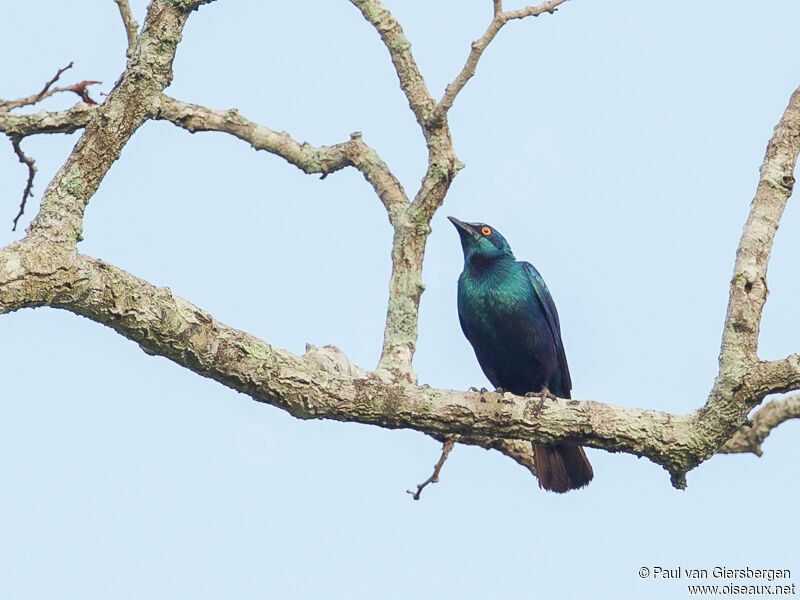 Miombo Blue-eared Starling