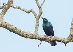 Miombo Blue-eared Starling