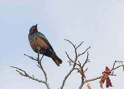 Miombo Blue-eared Starling