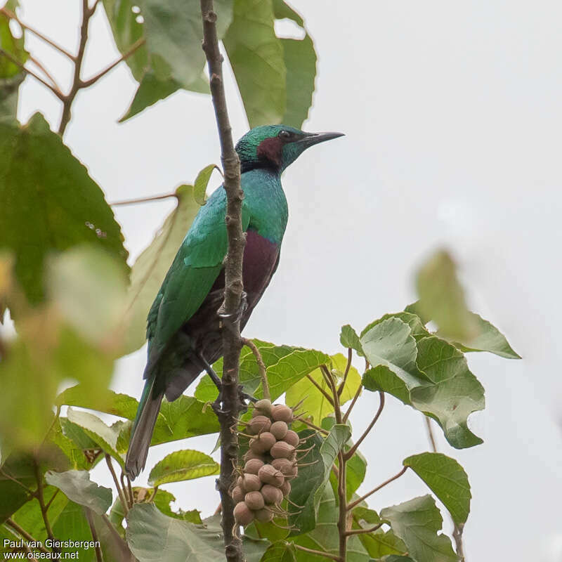 Choucador irisadulte, identification