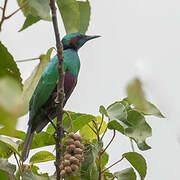 Emerald Starling