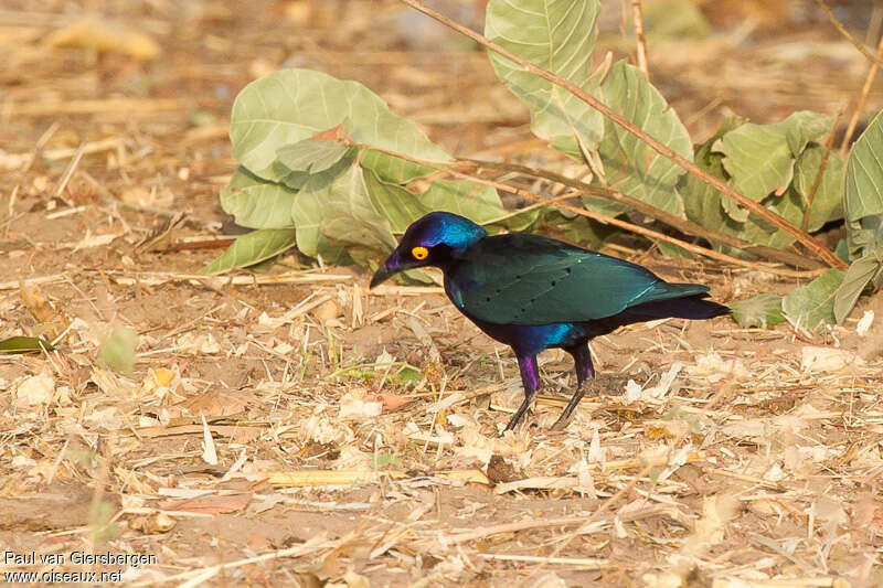 Purple Starlingadult, fishing/hunting