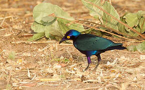 Purple Starling