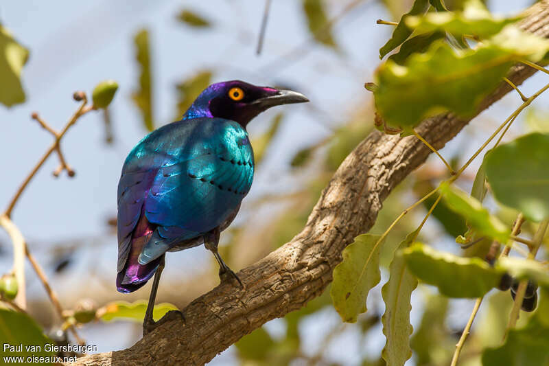 Purple Starlingadult, pigmentation