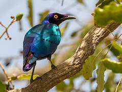 Purple Starling