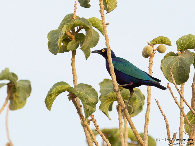 Purple Starling