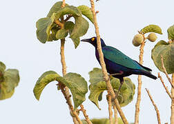 Purple Starling