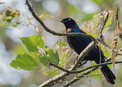 Splendid Starling