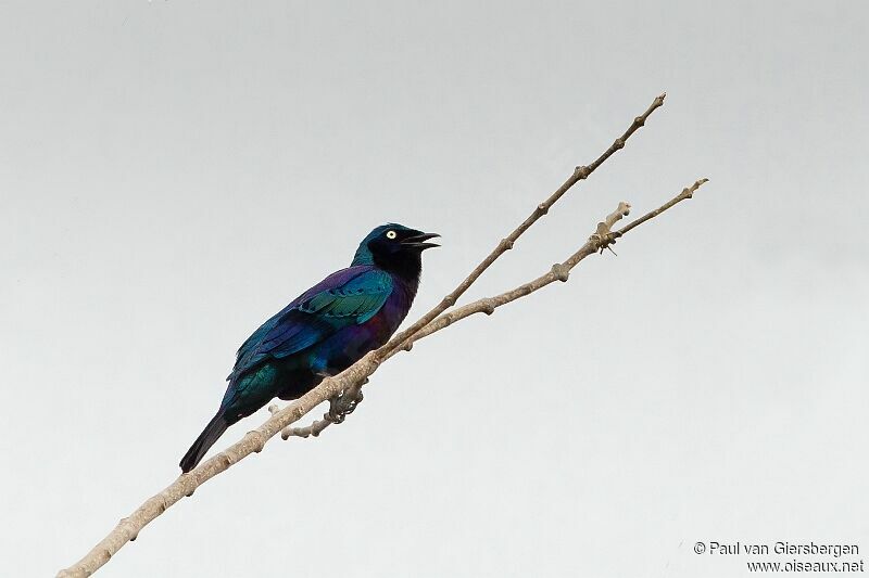 Splendid Starling