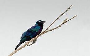 Splendid Starling