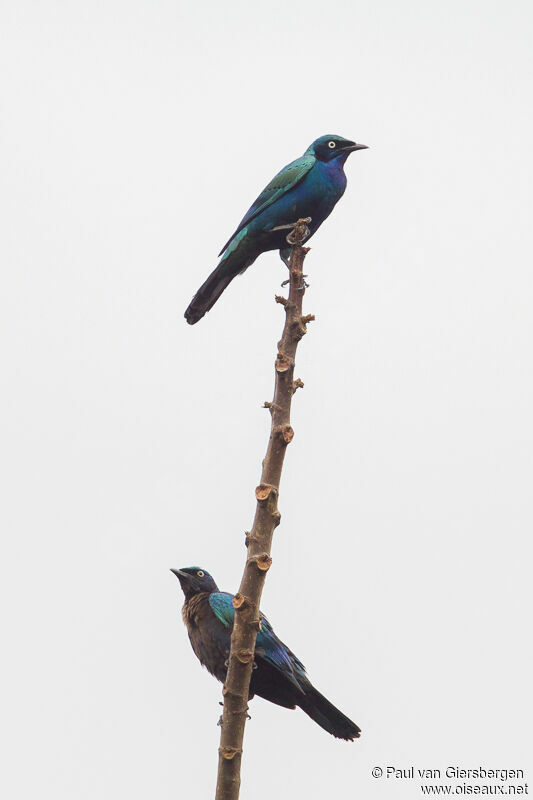 Splendid Starling