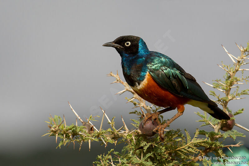 Superb Starling