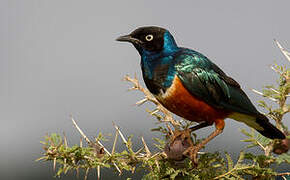 Superb Starling