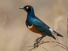 Superb Starling