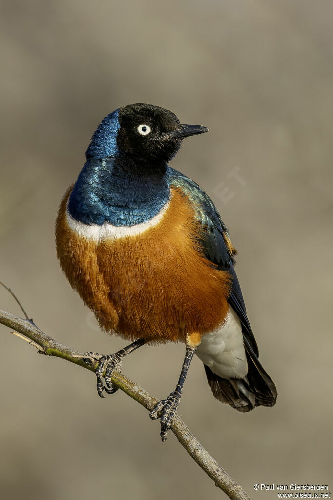 Choucador superbeadulte