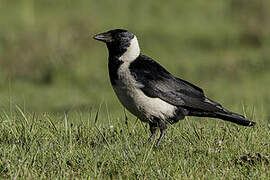 Daurian Jackdaw