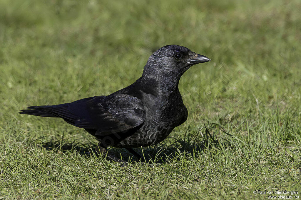 Choucas de Daourieimmature