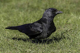 Daurian Jackdaw