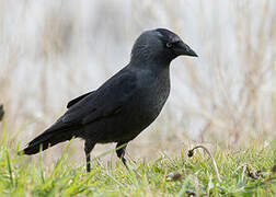 Western Jackdaw