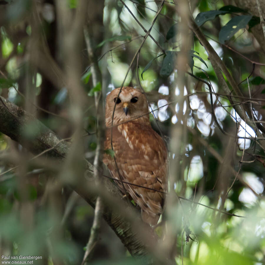 Rufous Fishing Owladult, identification