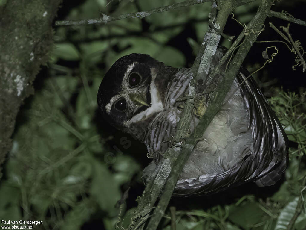 Band-bellied Owladult, close-up portrait