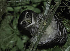 Band-bellied Owl