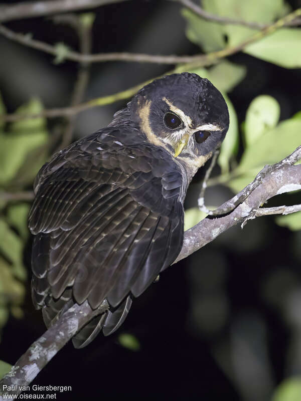 Band-bellied Owladult, identification