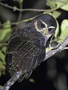 Band-bellied Owl