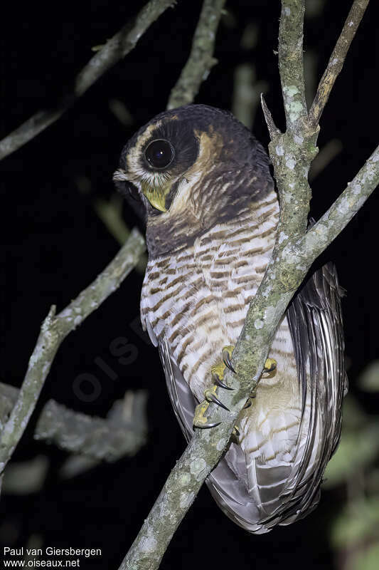 Band-bellied Owladult, identification