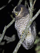 Band-bellied Owl