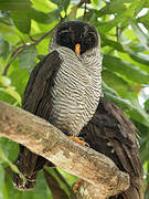 Black-and-white Owl