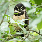 Spectacled Owl